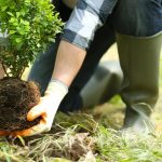 Pourquoi est-ce si important de planter des arbres ?