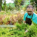 Quelles sont les plantes à proscrire dans votre jardin ?